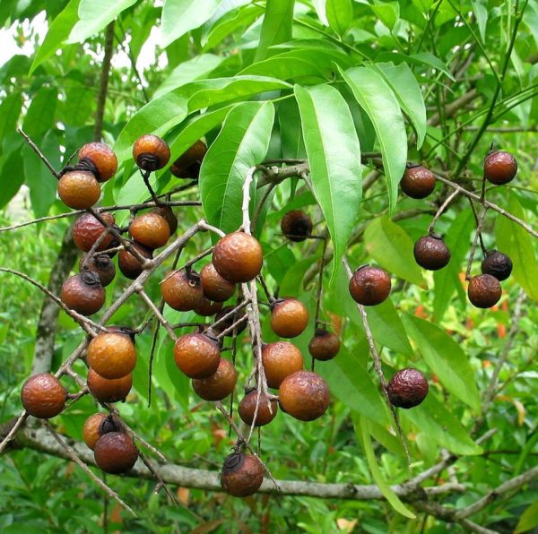 Sapindus saponaria
