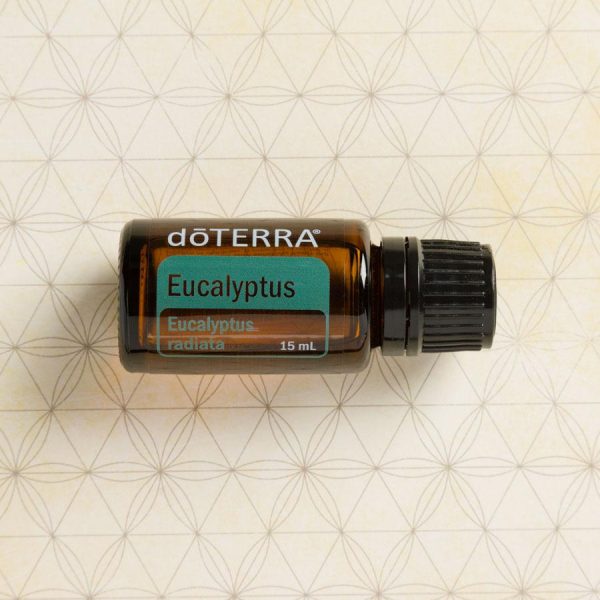 eucalipto